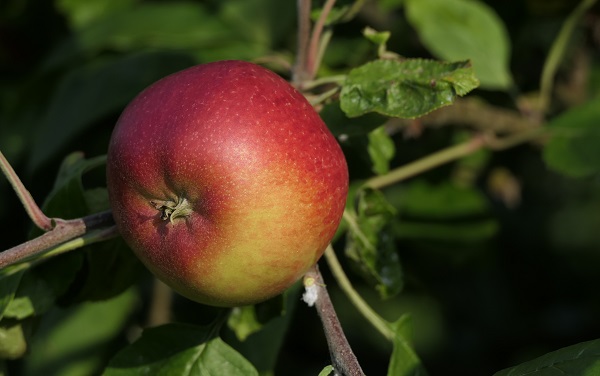 Obsthof Cordes - Fruchtfoto Collina